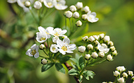 Spiraea Arguta